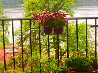 Plants on a terrace with water and trees in the background